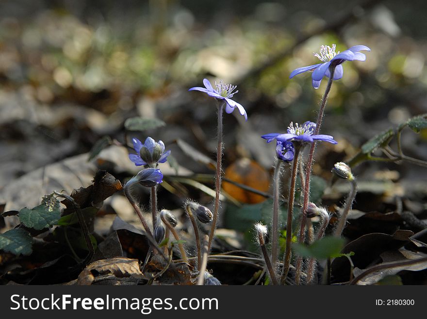 Blue flower in spring forest. Blue flower in spring forest