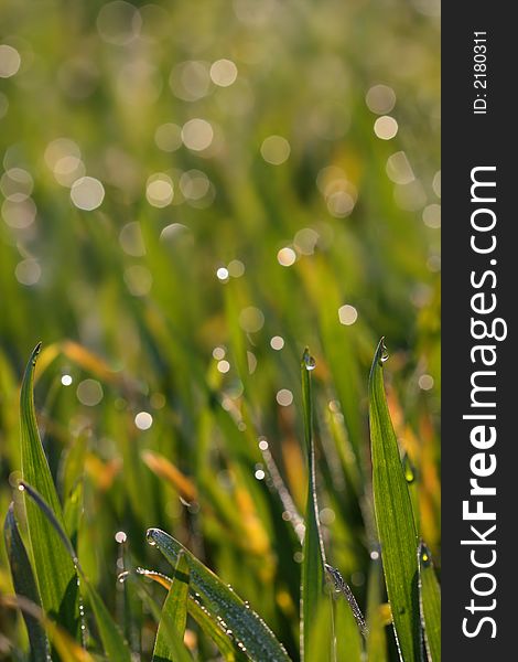 Morning field with moist grass