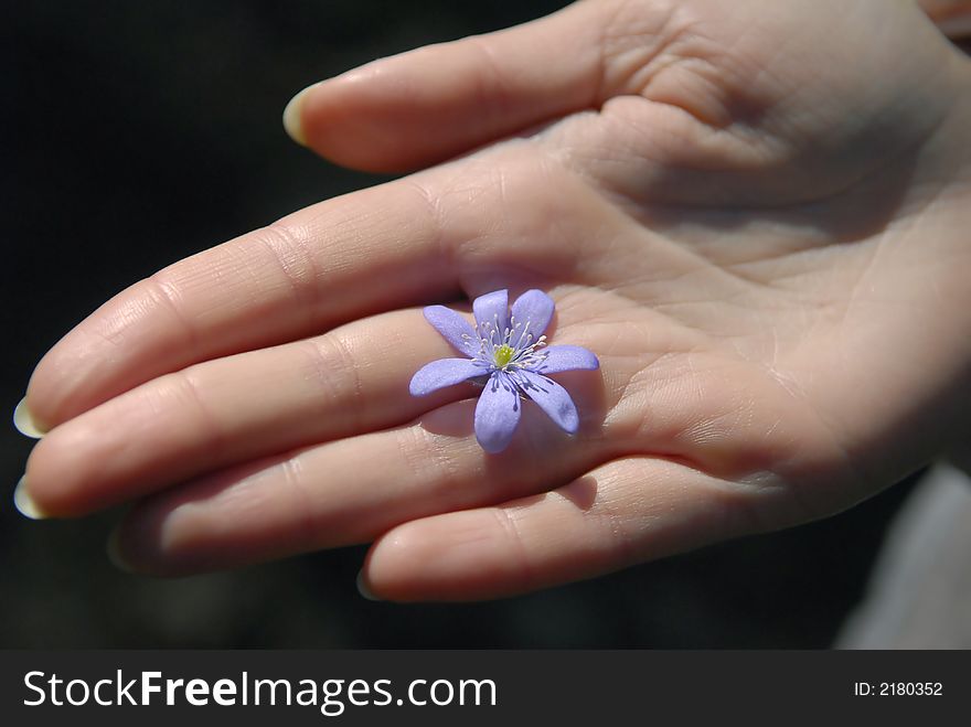 Blue flower on woman hand. Blue flower on woman hand