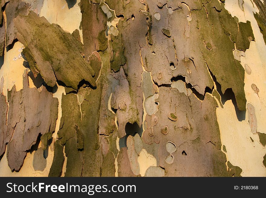 Detail of tree crust on stem