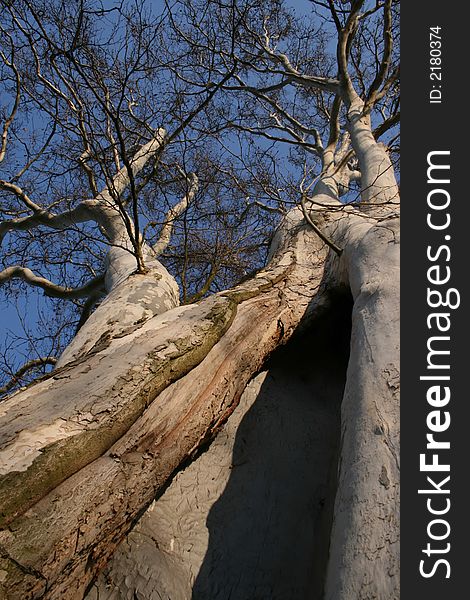 Hollow tree opposite blue sky