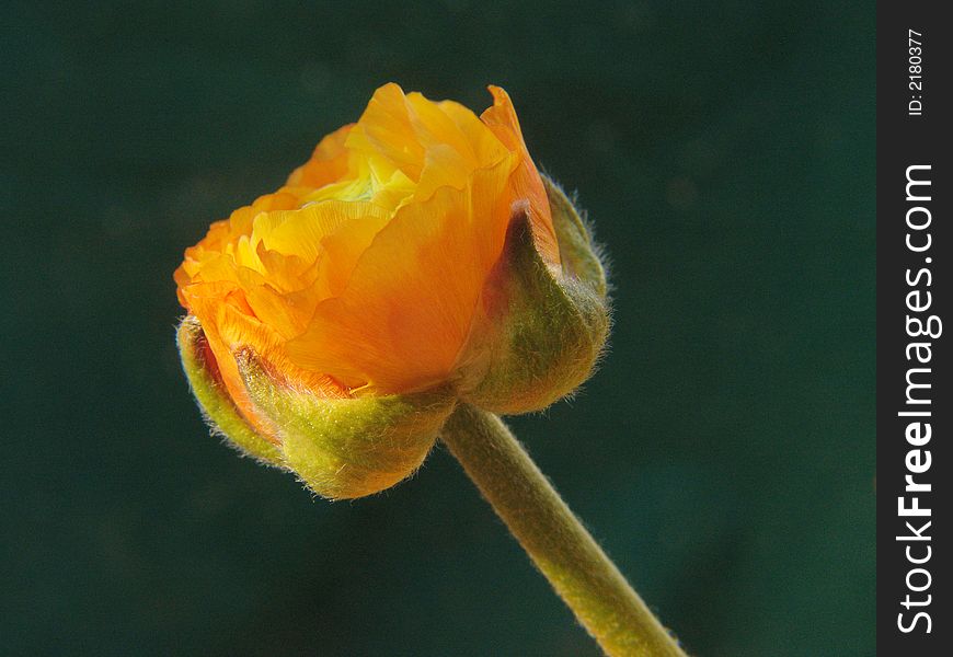 Close up view of  a ranuncula flower. Close up view of  a ranuncula flower