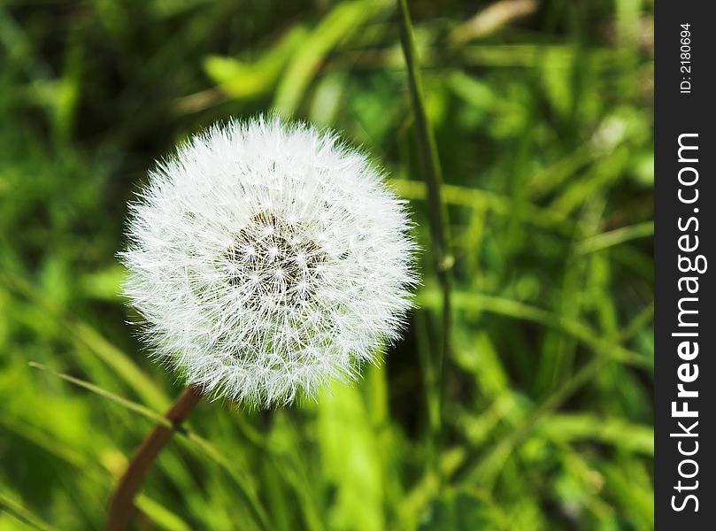 Blowball in the green grass