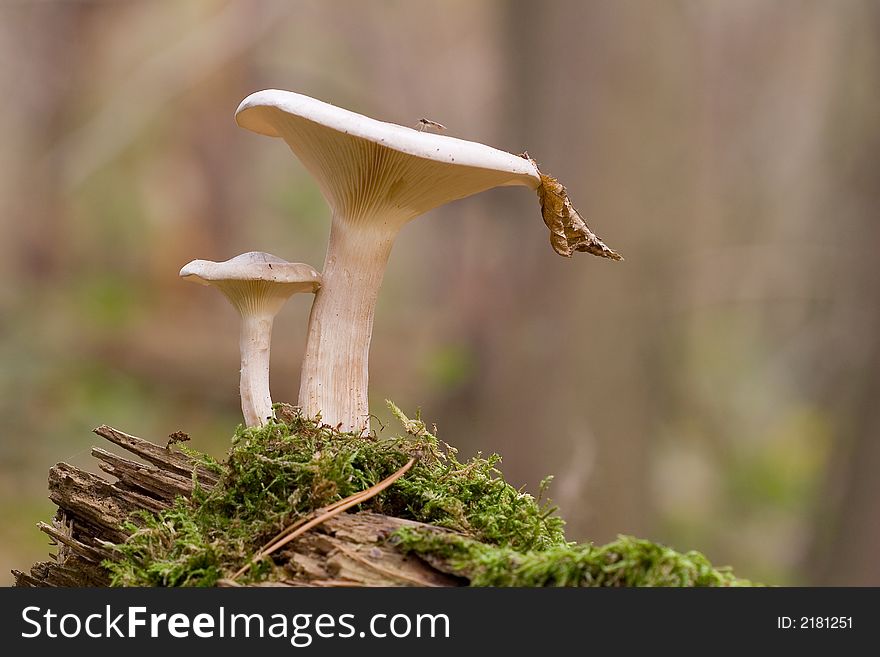 2 mushrooms on a fallen log . 2 mushrooms on a fallen log .