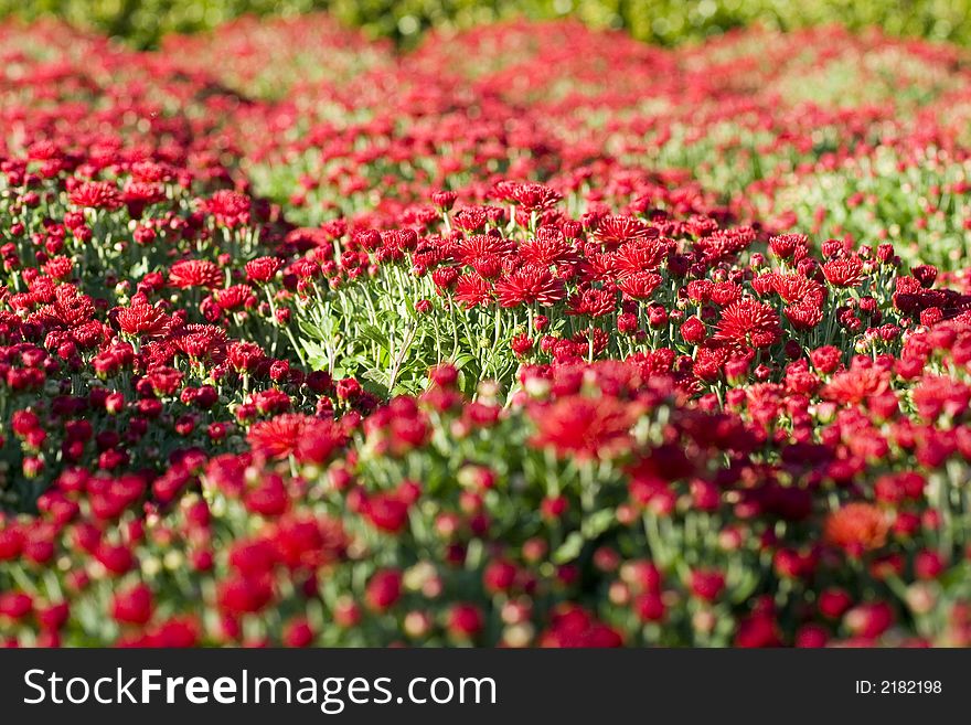 Bushes of red flowers in a garden