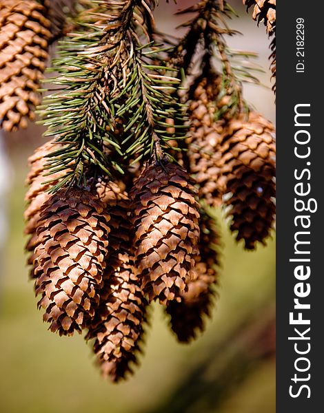 Cones on the branch, backgrounds