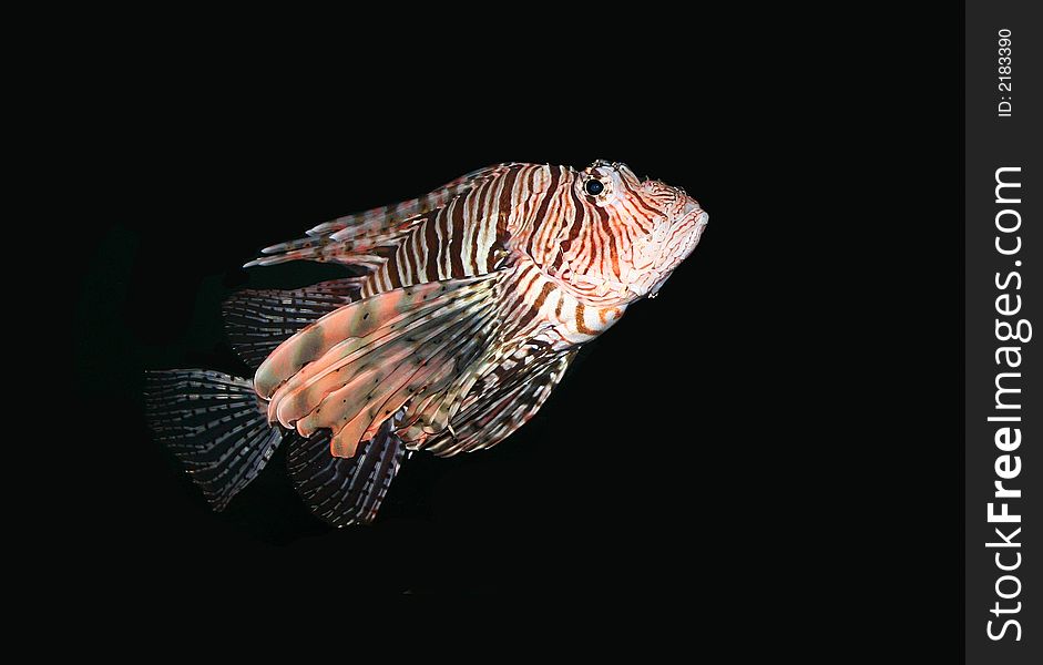 Underwater fish in aquarium