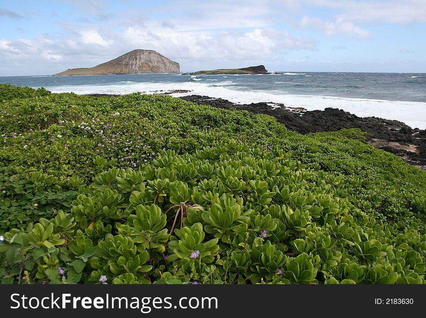 Hawaii Beach Vegetation