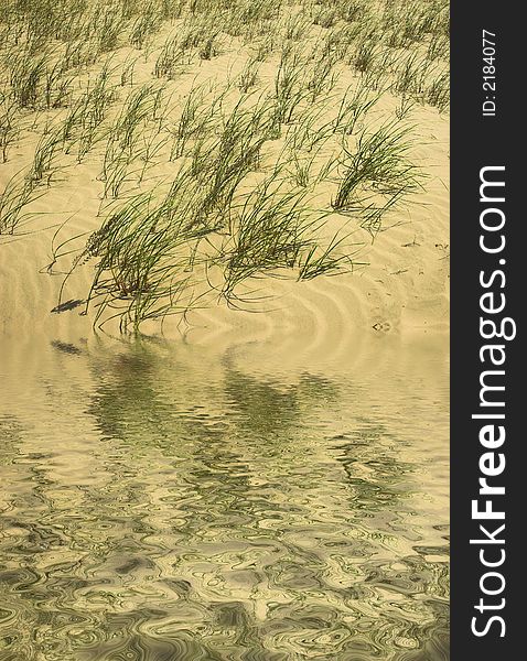 Grass blows on a beach reflected in water