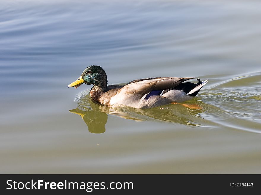 Wild duck swimming on a lake