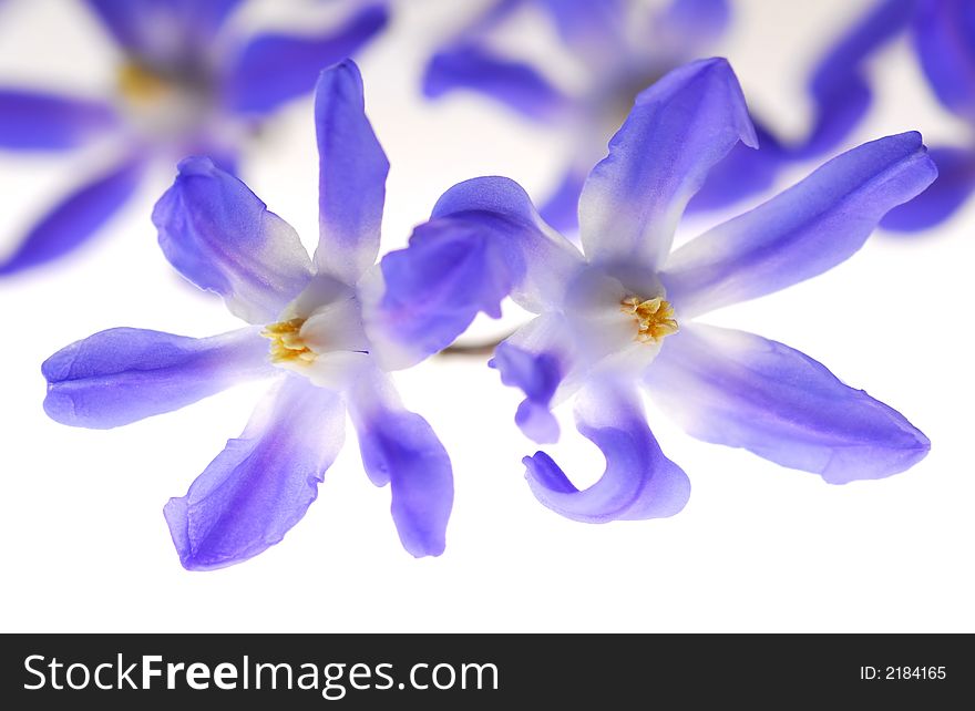White and blue flowers on light box