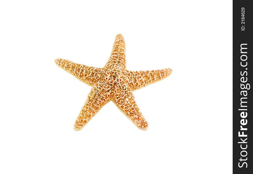 Photo of a starfish isolated on white