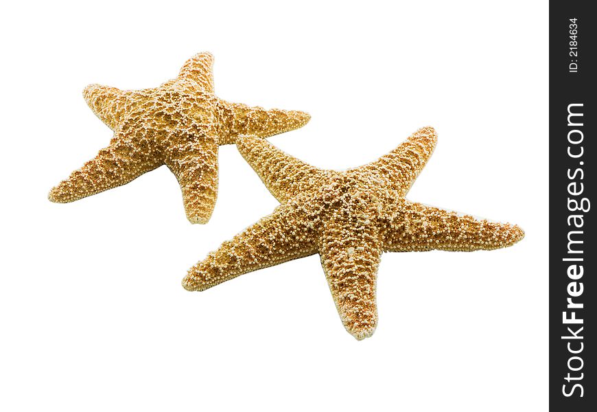 Photo of two starfish isolated on white