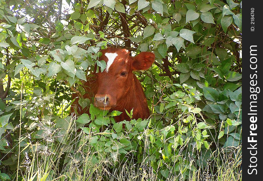 The curious small bull who is looking out of bushes of a lilac. The curious small bull who is looking out of bushes of a lilac.