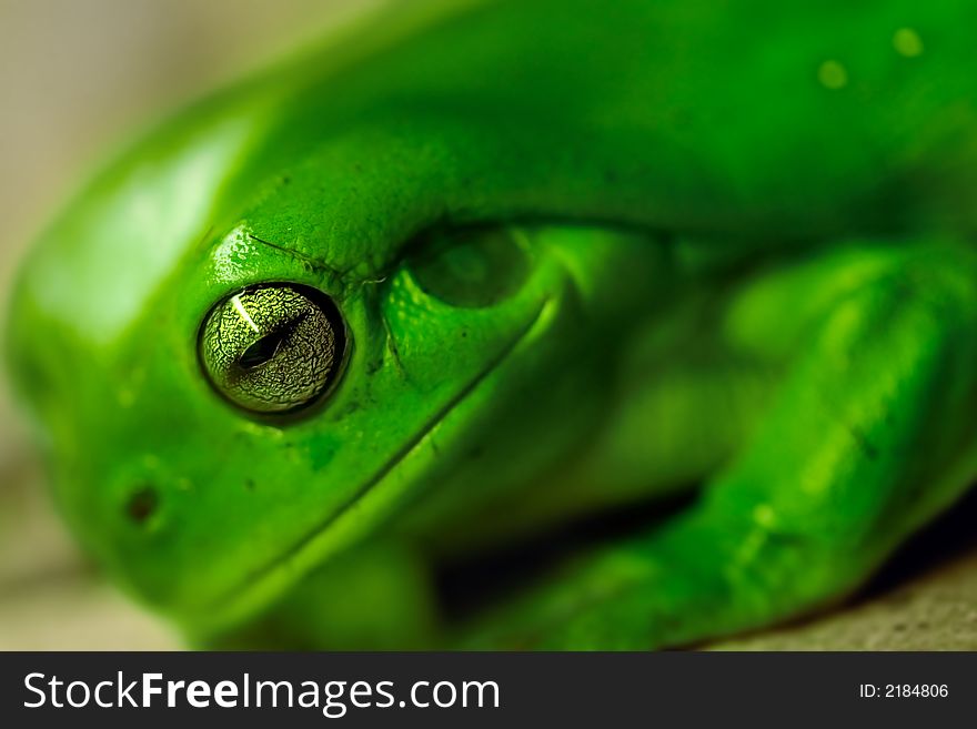 Green tree frog close up. Green tree frog close up