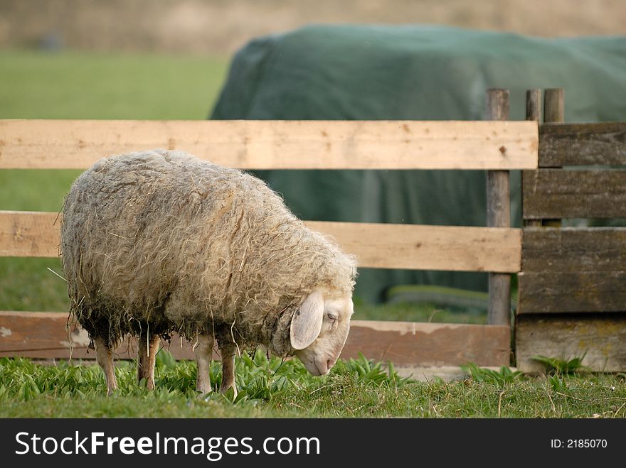 Thoughtful Sheep