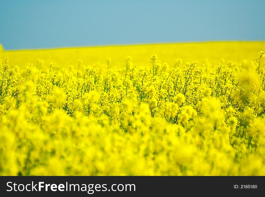 Landscape yellow and blue sky. Landscape yellow and blue sky