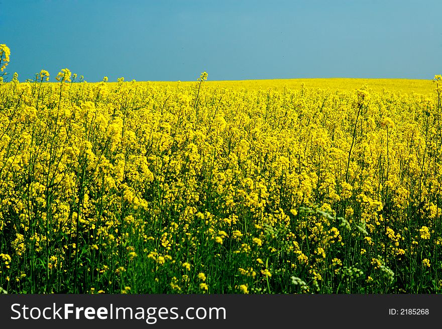 Landscape yellow and blue sky. Landscape yellow and blue sky