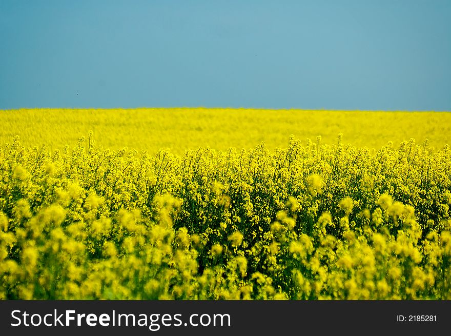 Landscape yellow rape and blue sky