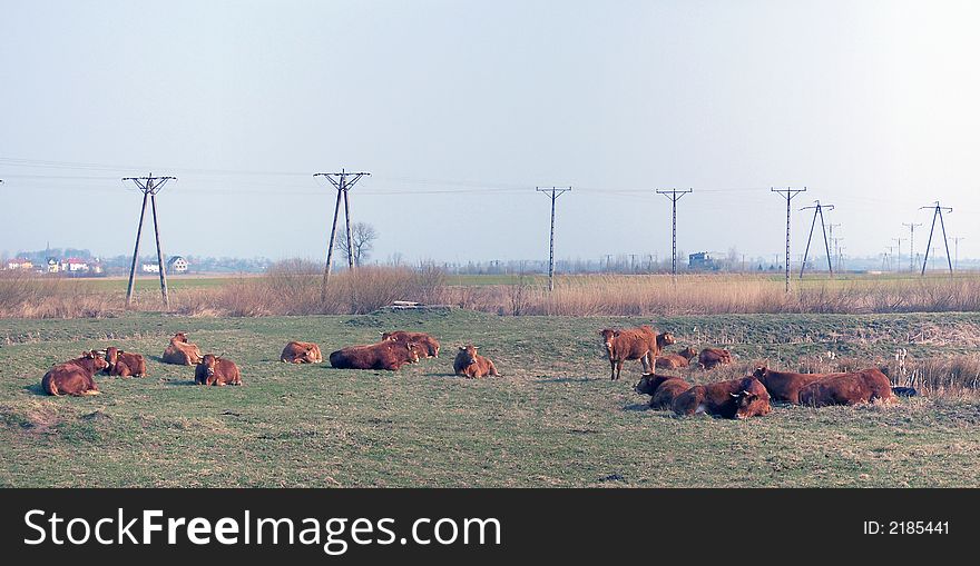 Red Cows, Electric Wires.