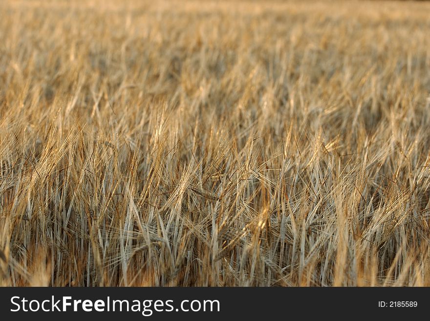 Golden wheat field, zoom view