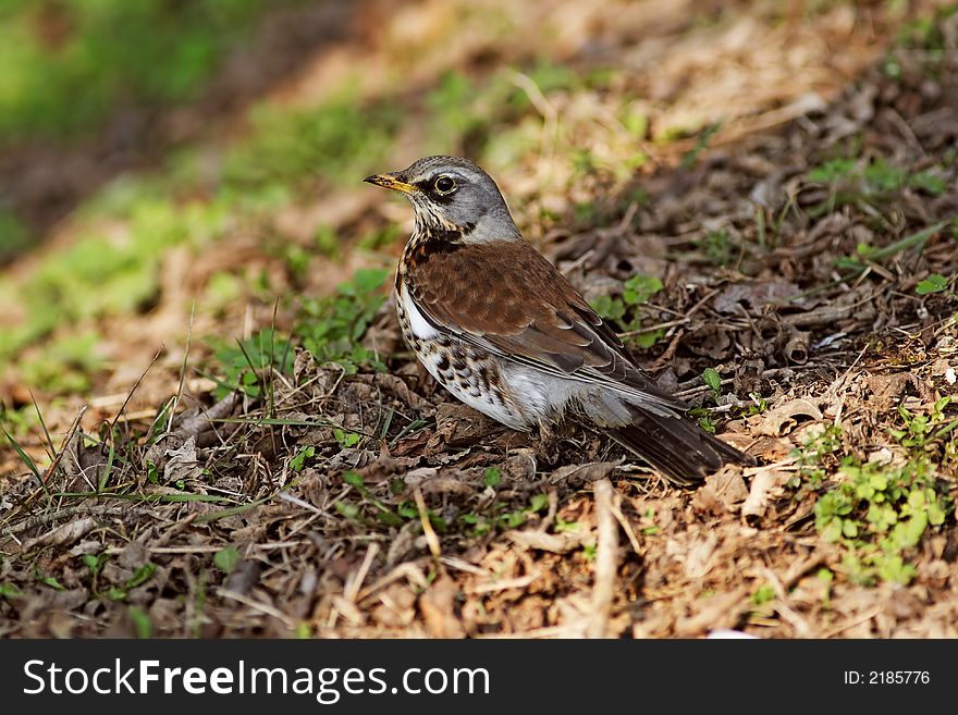 Brown city bird stay on grass. Brown city bird stay on grass