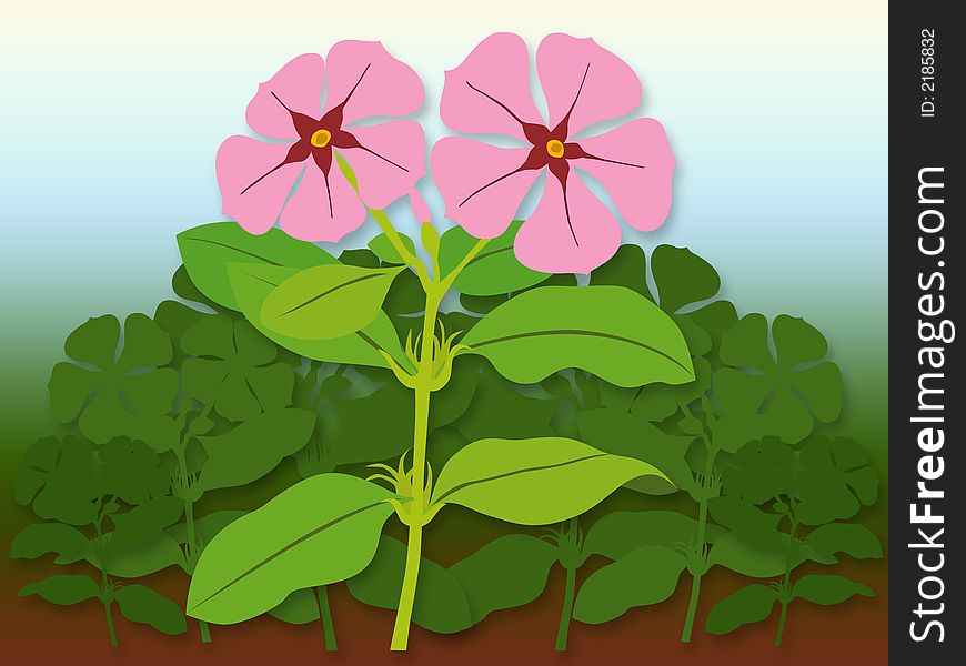 Catharanthus roseus illustration. Catharanthus roseus is known as the common or Madagascar periwinkle, though its name and classification may be contradictory in some literature because this plant was formerly classified as the species Vinca rosea, Lochnera rosea and Ammocallis rosea.