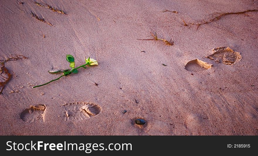 Flower on the beach and footsteps on the sand. Flower on the beach and footsteps on the sand