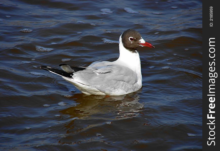 Beautiful seagull in the baltic sea in koÅ‚obrzeg (poland)