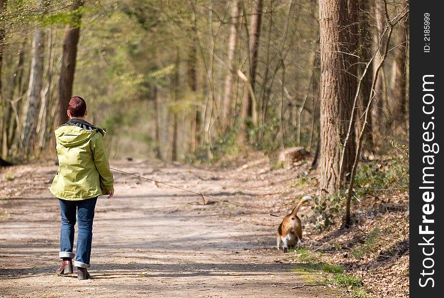 A woman walking a beagle in the woods. A woman walking a beagle in the woods