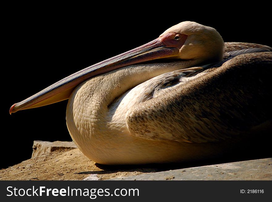 Pelican on the river side. Pelican on the river side