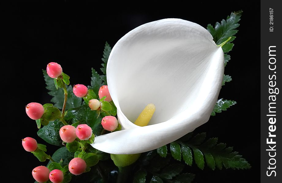 Close-up of calla lily composition on black background (Zantedeschia  aethiopica)