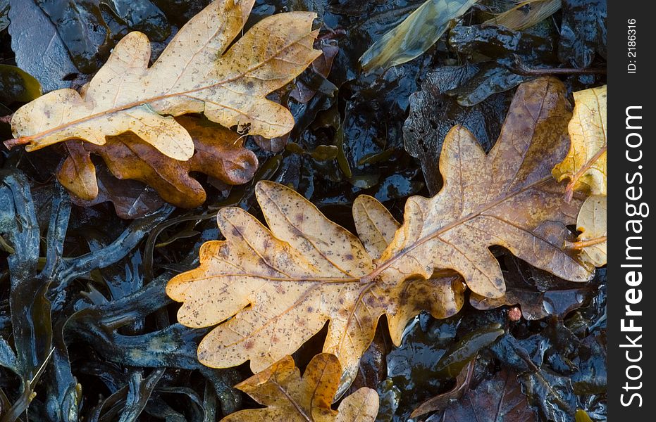 Oak leaves and seaweed on a beach, good background