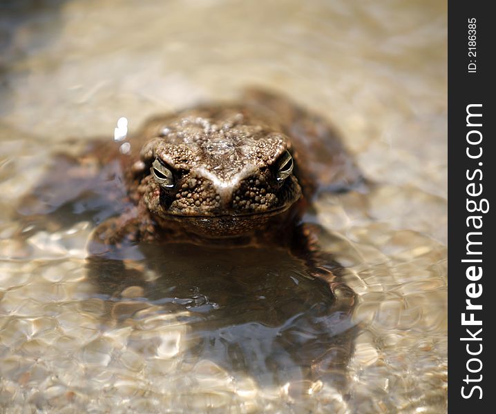 A big frog in a stream of water.