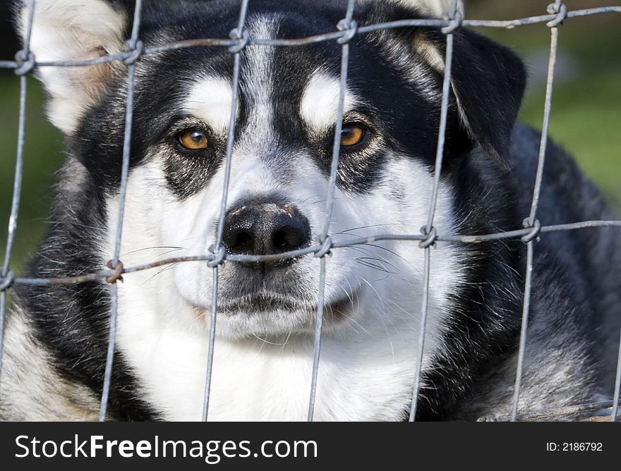 Guard dog peering thru a fence.