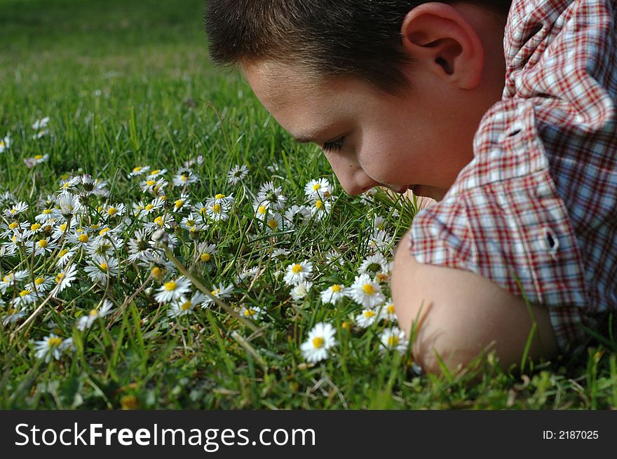 A picture of innocence: young boy in a field of daisies. A picture of innocence: young boy in a field of daisies