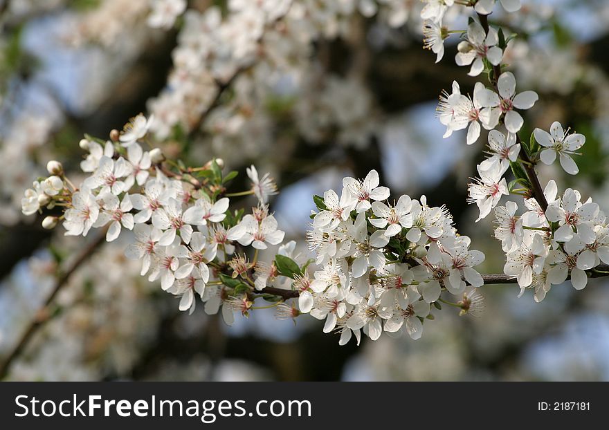 Blooming spring flowers of plum tree. Blooming spring flowers of plum tree