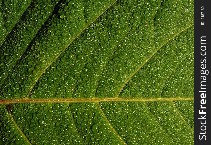 Summer morning - dew on green leaf. Summer morning - dew on green leaf