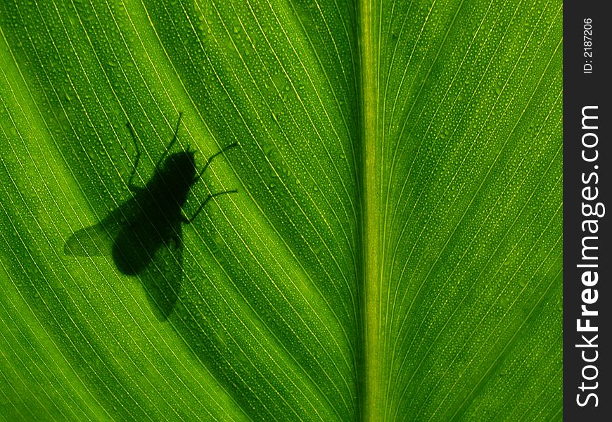 Summer morning - shadow of fly on green leaf
