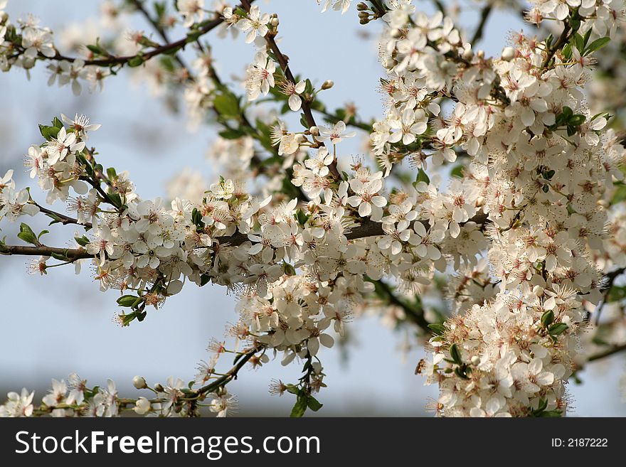 Blooming Flowers