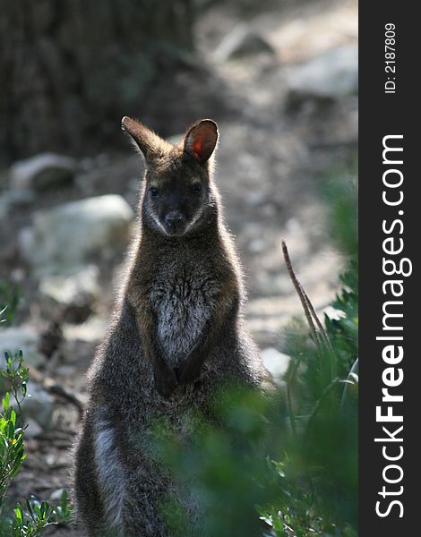 Portrait of Kangaroo in the zoo