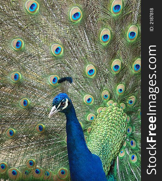Peacock Displaying Feathers