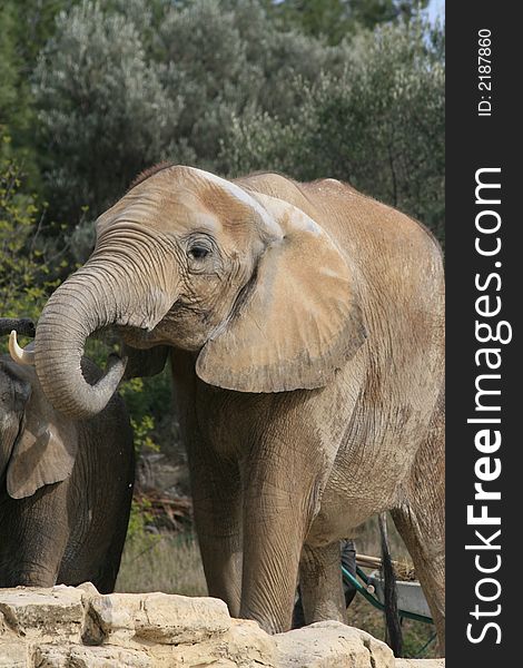 Portrait of the African Elephant
