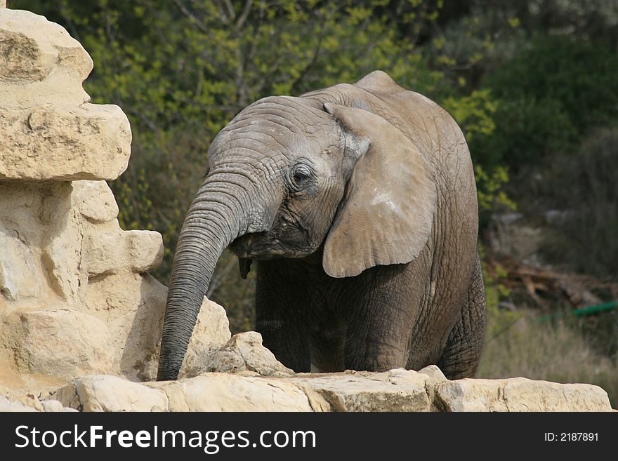 Portrait of the little African Elephant