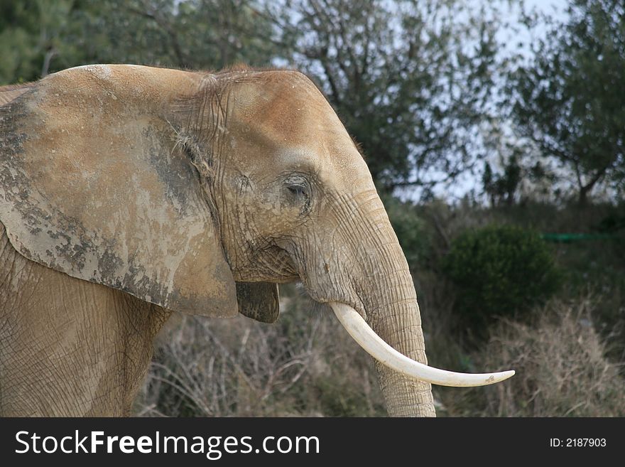 Portrait of the African Elephant