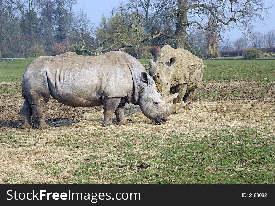 Pair of White Rhinoceros feeding.