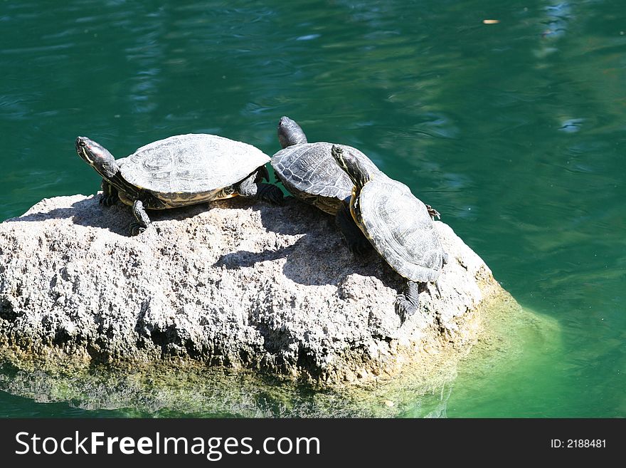 Three turtles sunning on a rock in the center of a pond. Three turtles sunning on a rock in the center of a pond