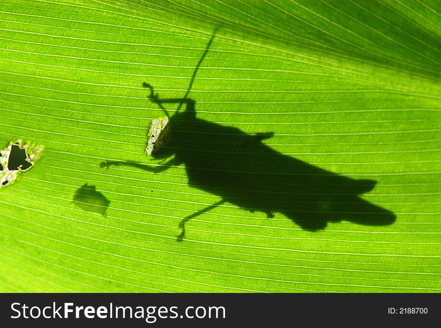 A small grasshopper shadow behind the green leaf. A small grasshopper shadow behind the green leaf