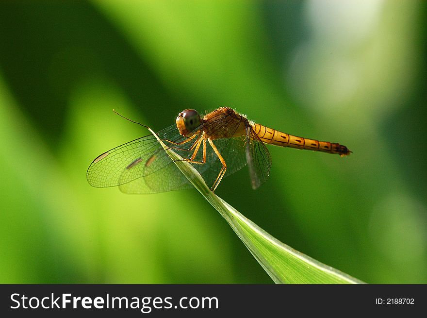 A small yellow dragonfly in the gardens