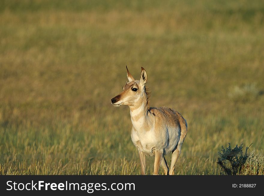 Pronghorn Antelope